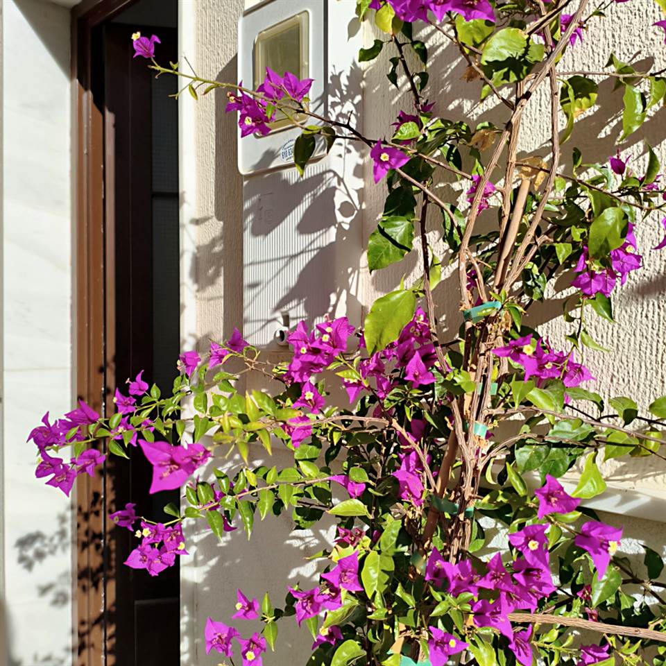 Flowers near Casa Miramar in Salobreña